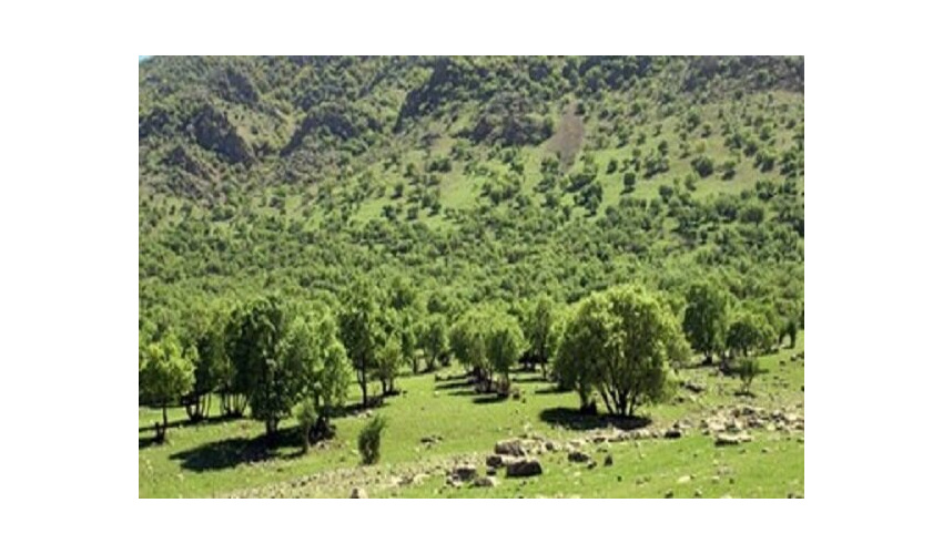 عملیات واکاری ۶۰۰ هکتار از جنگل‌های رزن و درگزین