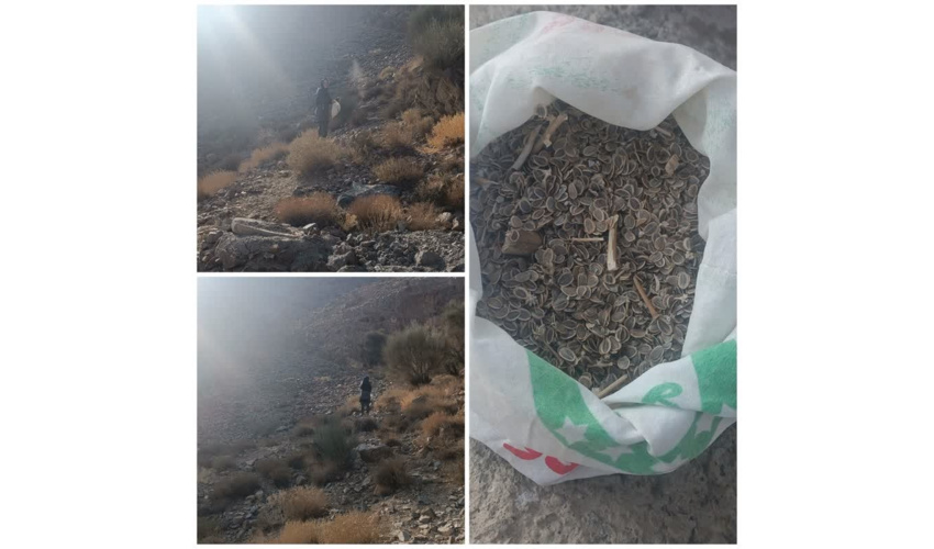 کپه کاری مشارکتی 100 هکتار از مراتع شهرستان تویسرکان 