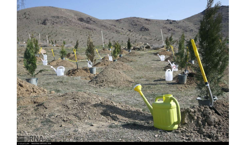 ۲۰ هزار اصله نهال در همدان کاشته شد