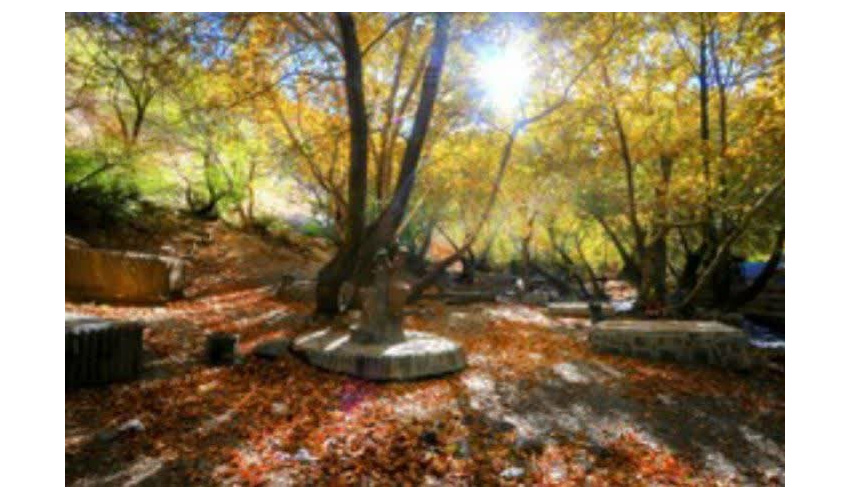 عملیات واکاری در 100 هکتار از جنگل های سراب "گیان "نهاوند 