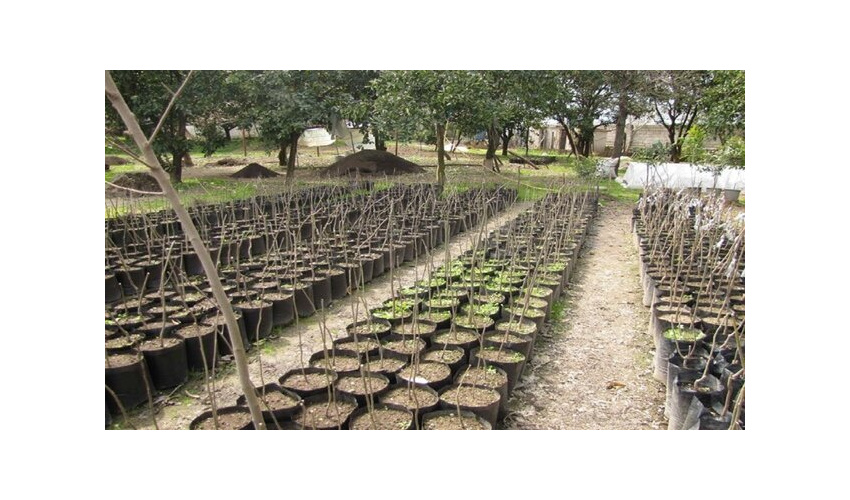 تولید 2 میلیو ن نهال در استان همدان 