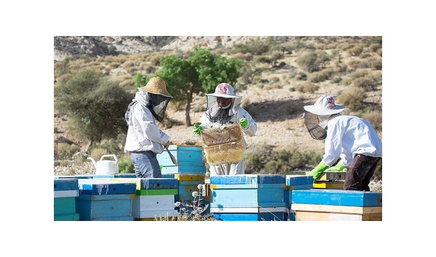 عسل» همدان نیازمند برندسازی