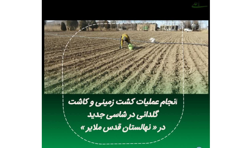 آغاز عملیات تولید نهال زمینی و گلدانی به مساحت ۱.۶ هکتار در نهالستان قدس ملایر