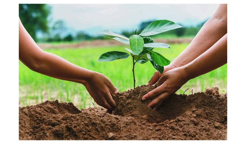 کاشت ۵۰۰هکتار نهال و بذر درختان جنگلی در استان همدان