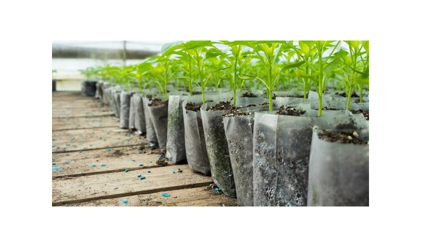 تولید ۲ میلیون اصله نهال در همدان