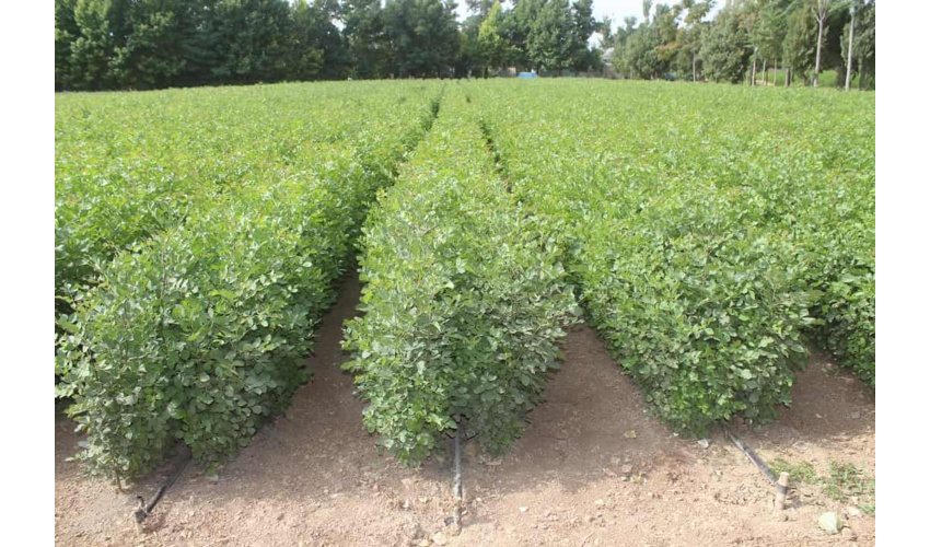 در راستای اجرای طرح مردمی کاشت یک میلیارد درخت تفاهم نامه همکاری مشترک اداره کل منابع طبیعی با یگان ویژه فراجا استان همدان امضا شد.