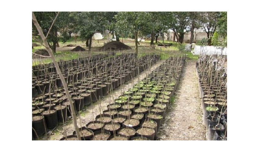 تولید ۲۰ هزار نهال توسط زندانیان رأی باز در اسدآباد