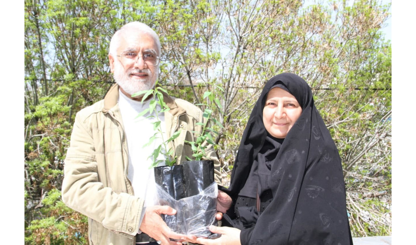 زوج همدانی ۱۰۰ نهال بادام در حیاط منزل مسکونی تولید کردند