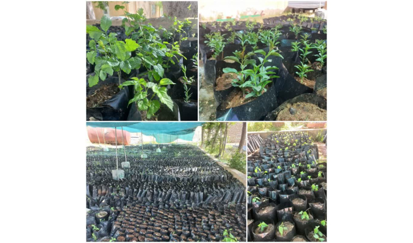 تولید بیست هزار اصله نهال در نهالستان موقت اداره منابع طبیعی شهرستان اسدآباد