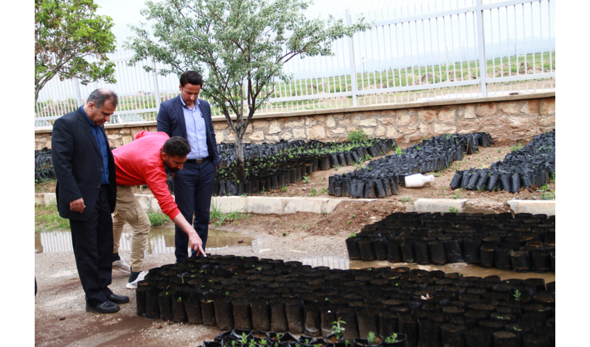 تولید ده هزار نهال در نهالستان موقت شهرستان کبودراهنگ