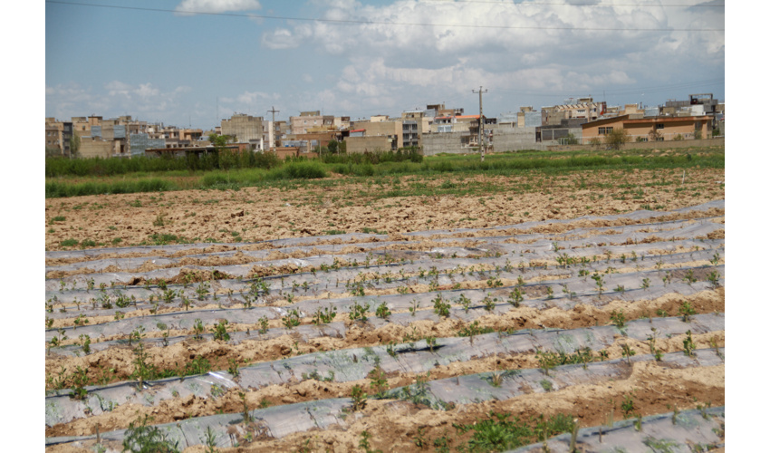 تقاضای تولید سالانه یک میلیون نهال صنوبر در همدان