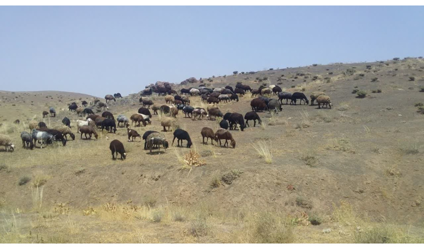  اخراج دو گله دام از مراتع پلاک مرغ آباد فامنین 