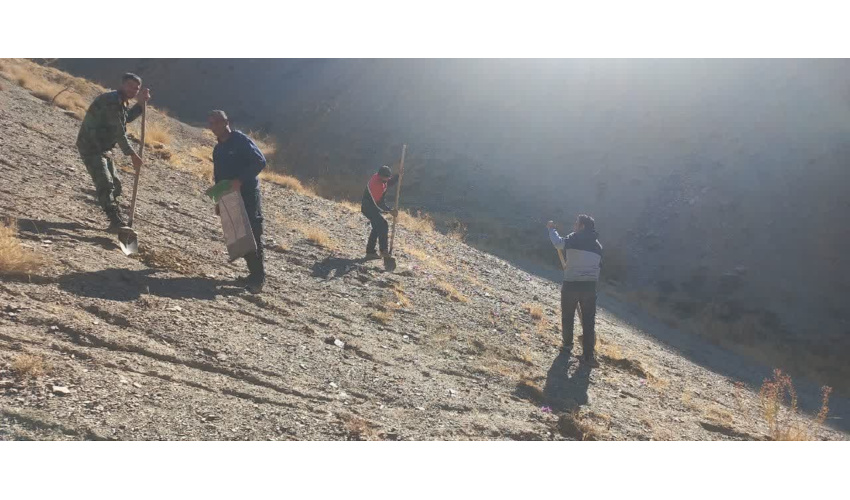 کاشت بذر بادامک در اراضی ملی روستای ماوا