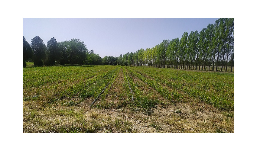 بیش ازچهارمیلیون اصله نهال در استان همدان تولید شد