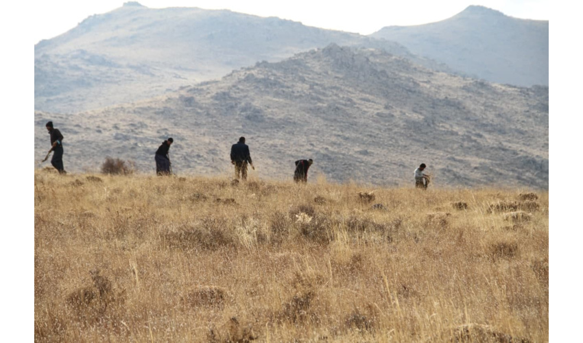 عملیات کپه کاری سامان عرفی حسین آباد عاشوری شهرستان بهار