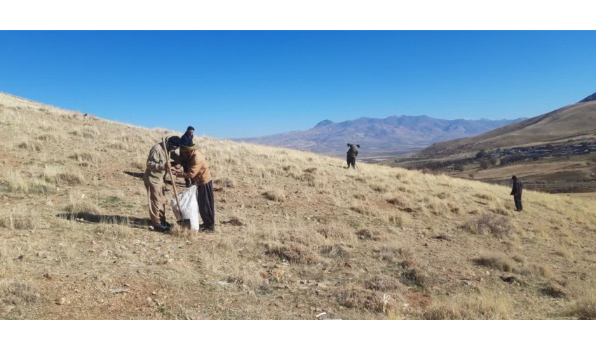 کاشت گیاه مرتعی و دارویی در ملاولی اسدآباد