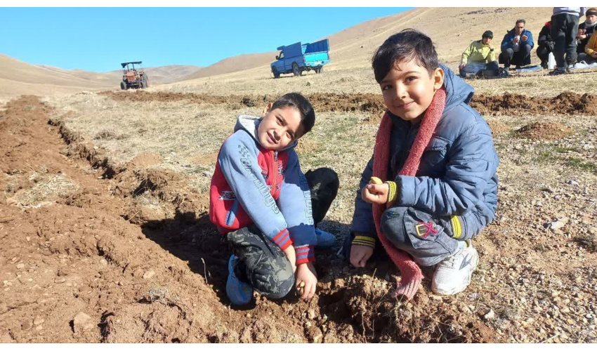 کاشت بذر بلوط برای نخستین بار در رزن