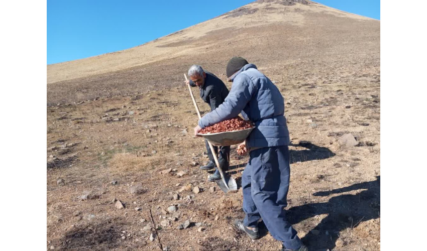 اجرای عملیات بیولوژیک درمراتع روستا نینج شهرستان رزن