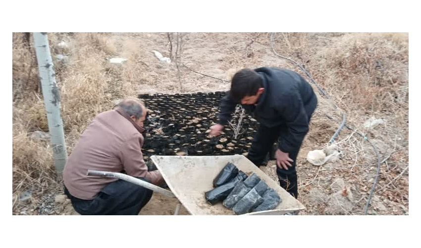 تولید نهال در توسط همیاران طبیعت در روستای قلعه زندلیج شهرستان رزن