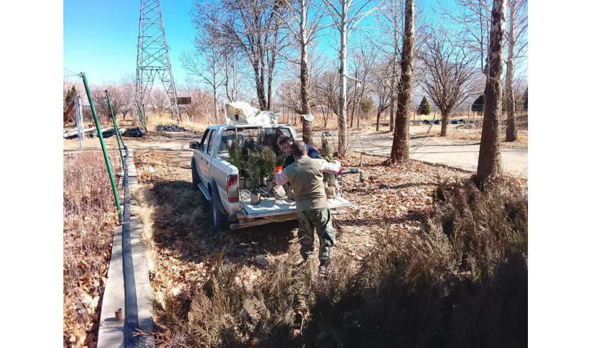 تحویل و بارگیری نهال‌های سنجد و کاج از نهالستان ملایر جهت توزیع در هفته منابع طبیعی