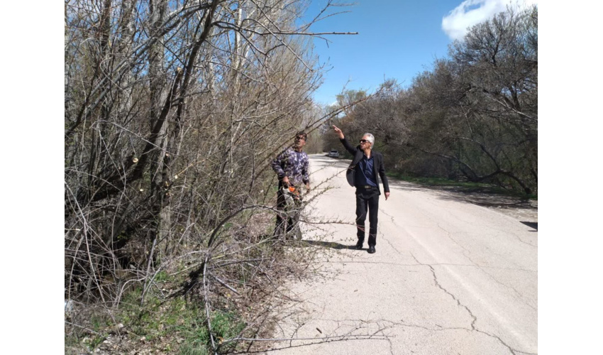 هرس درختان حاشیه جاده پارک جنگلی سراب گیان نهاوند