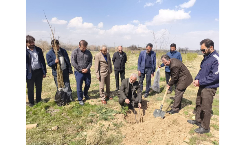 اجرای پویش کاشت نهال سرو ایران در شهرستان کبودرآهنگ